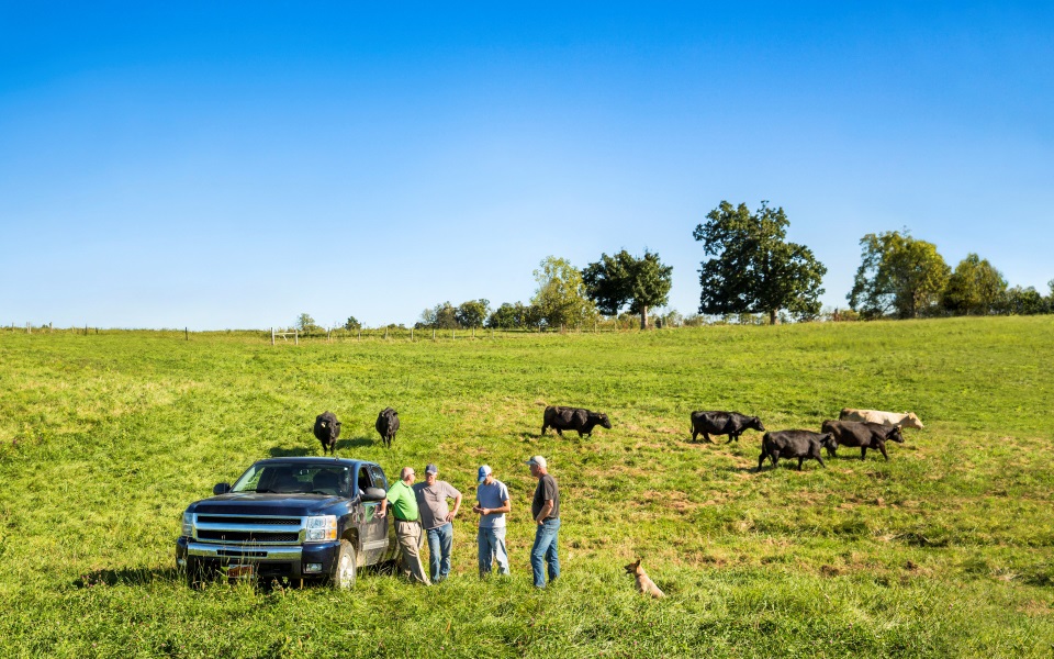 Four men standing in a cattle field with black cows.